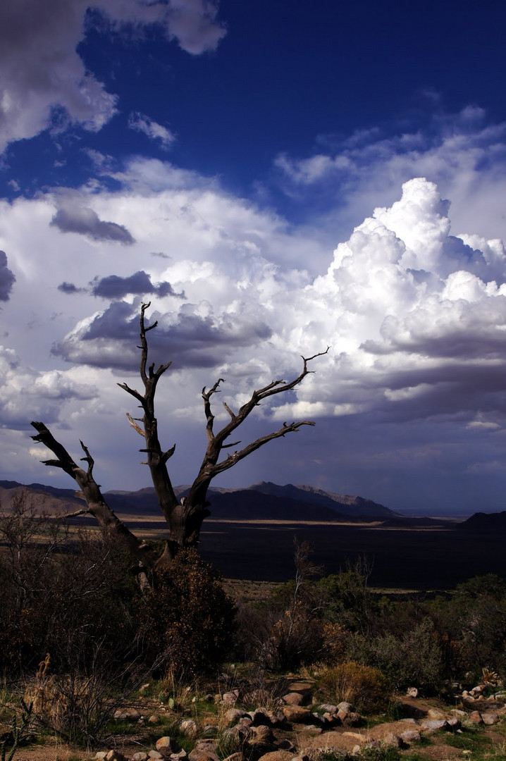 Thunder Tree