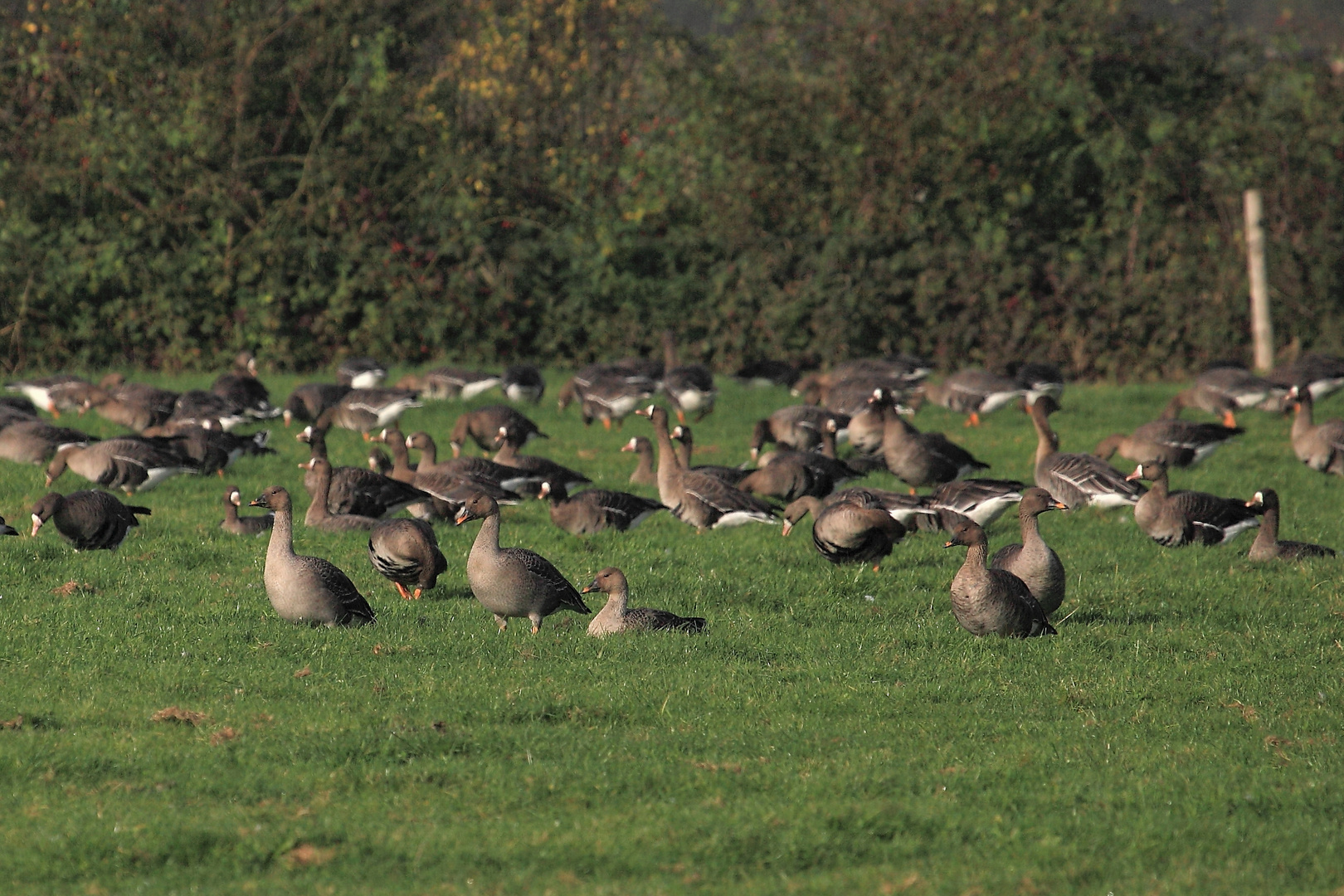 Thundrasaatgänse am Niederrhein