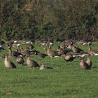 Thundrasaatgänse am Niederrhein