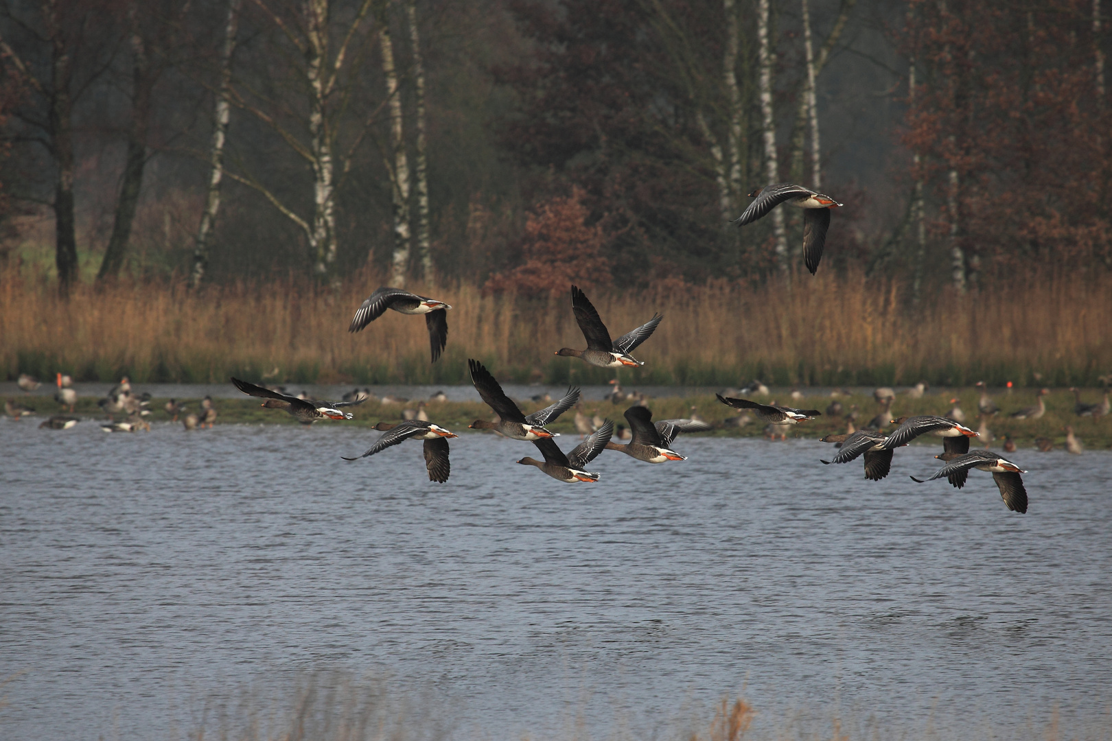 Thundrasaatgans im Flug