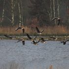 Thundrasaatgans im Flug