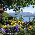 Thuner See mit Berner Oberland im Hintergrund