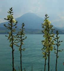 Thuner See mit Niesen