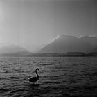 Thunersee (1)