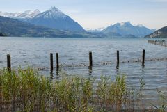 Thunersee im Frühling im Berner Oberland/Schweiz