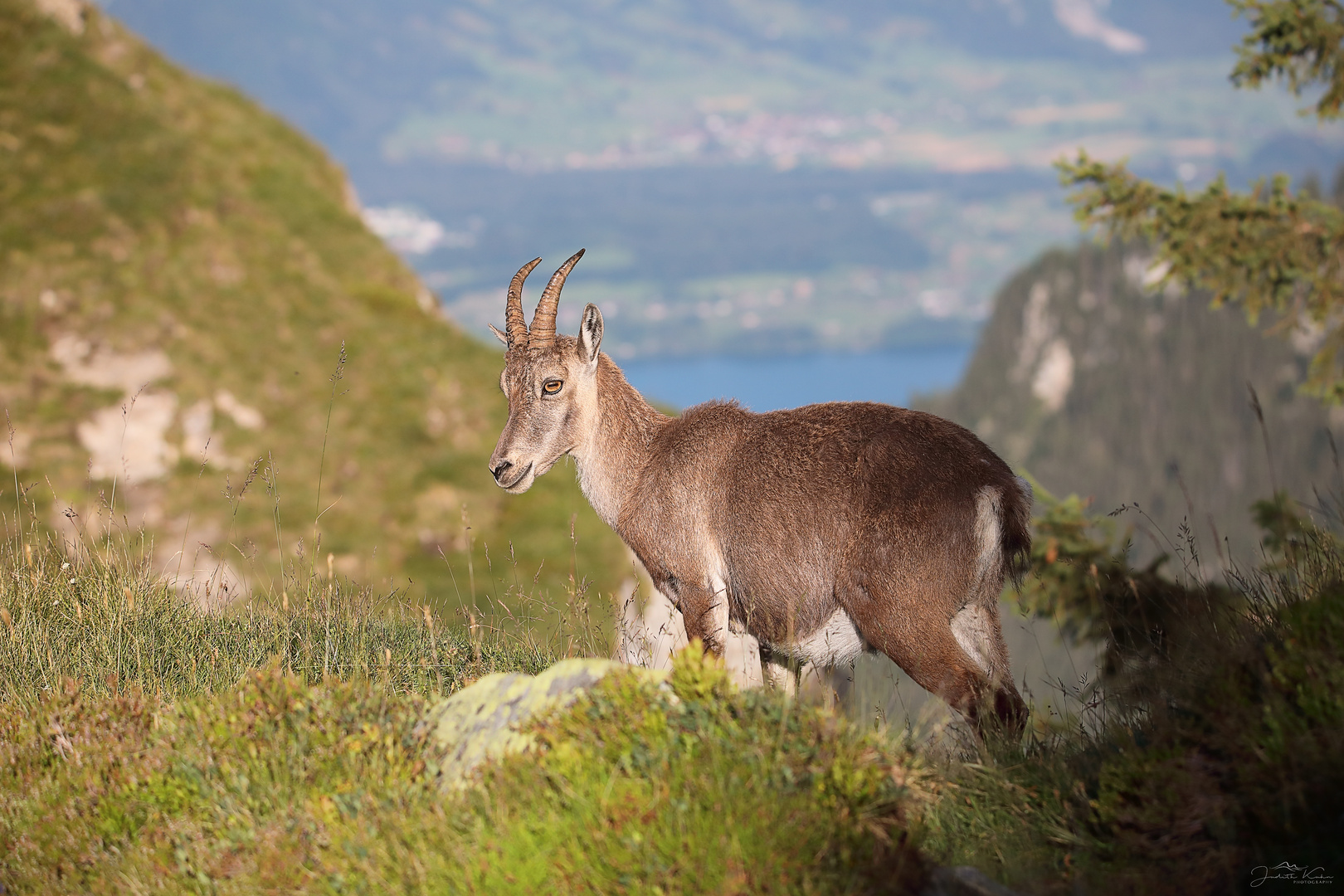 Thunerseeblick