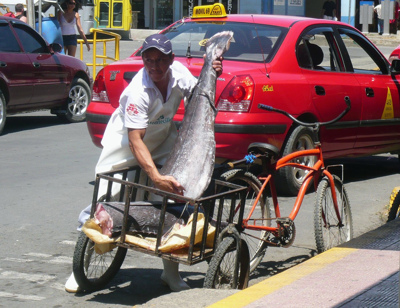 Thunfisch Transport mit einem Fahrrad.., Quepos, Costa Rica