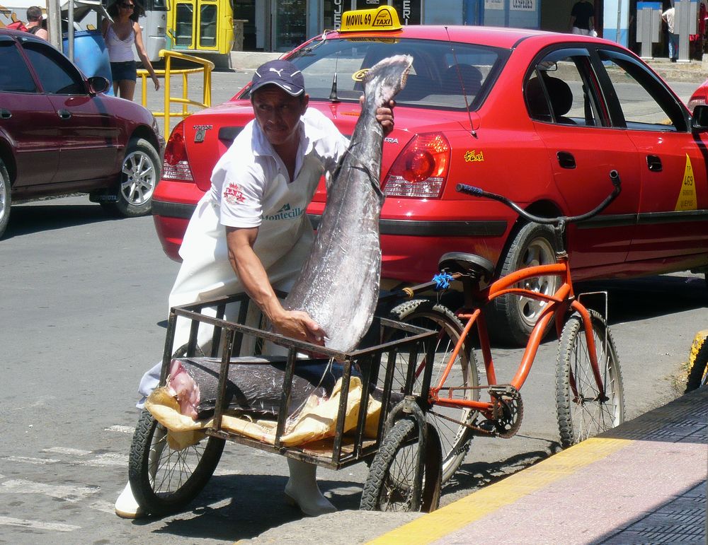 Thunfisch Transport mit einem Fahrrad.., Quepos, Costa Rica