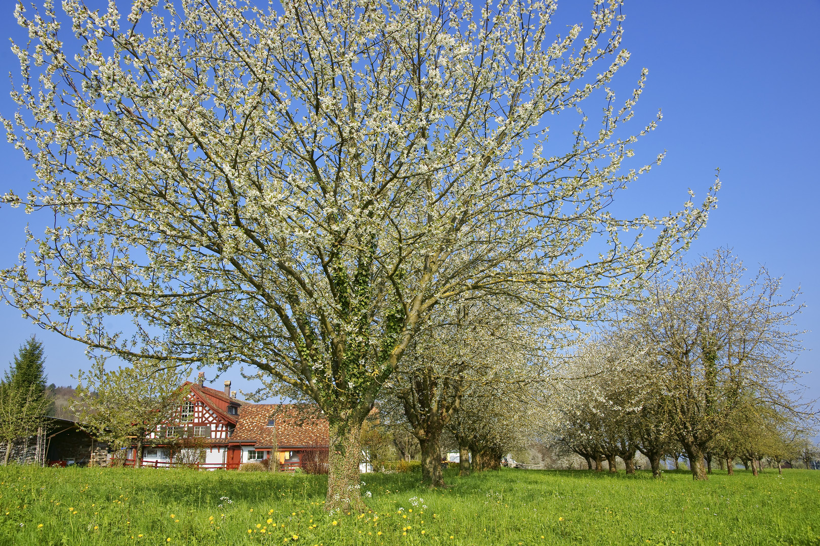 Thurgauer Bauernhaus im Frühling