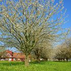 Thurgauer Bauernhaus im Frühling