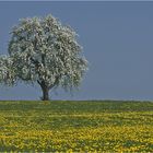 Thurgauer Frühling