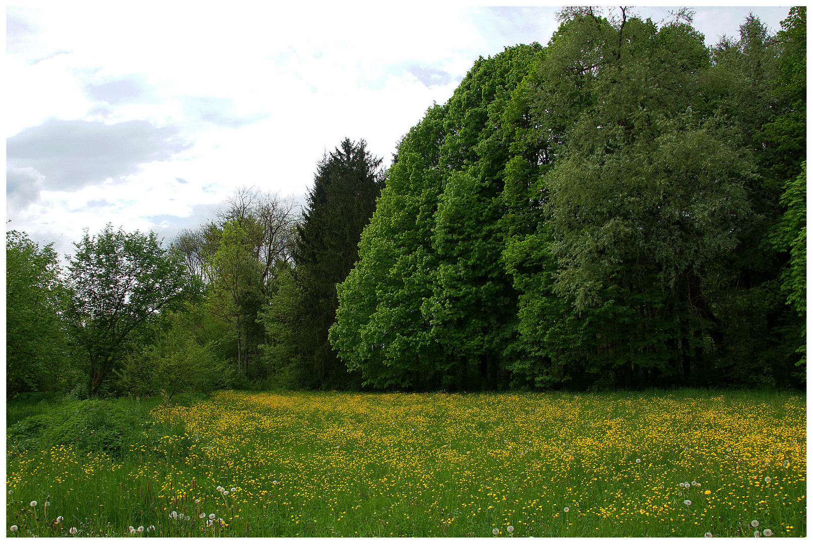 Thurgauer Frühling III