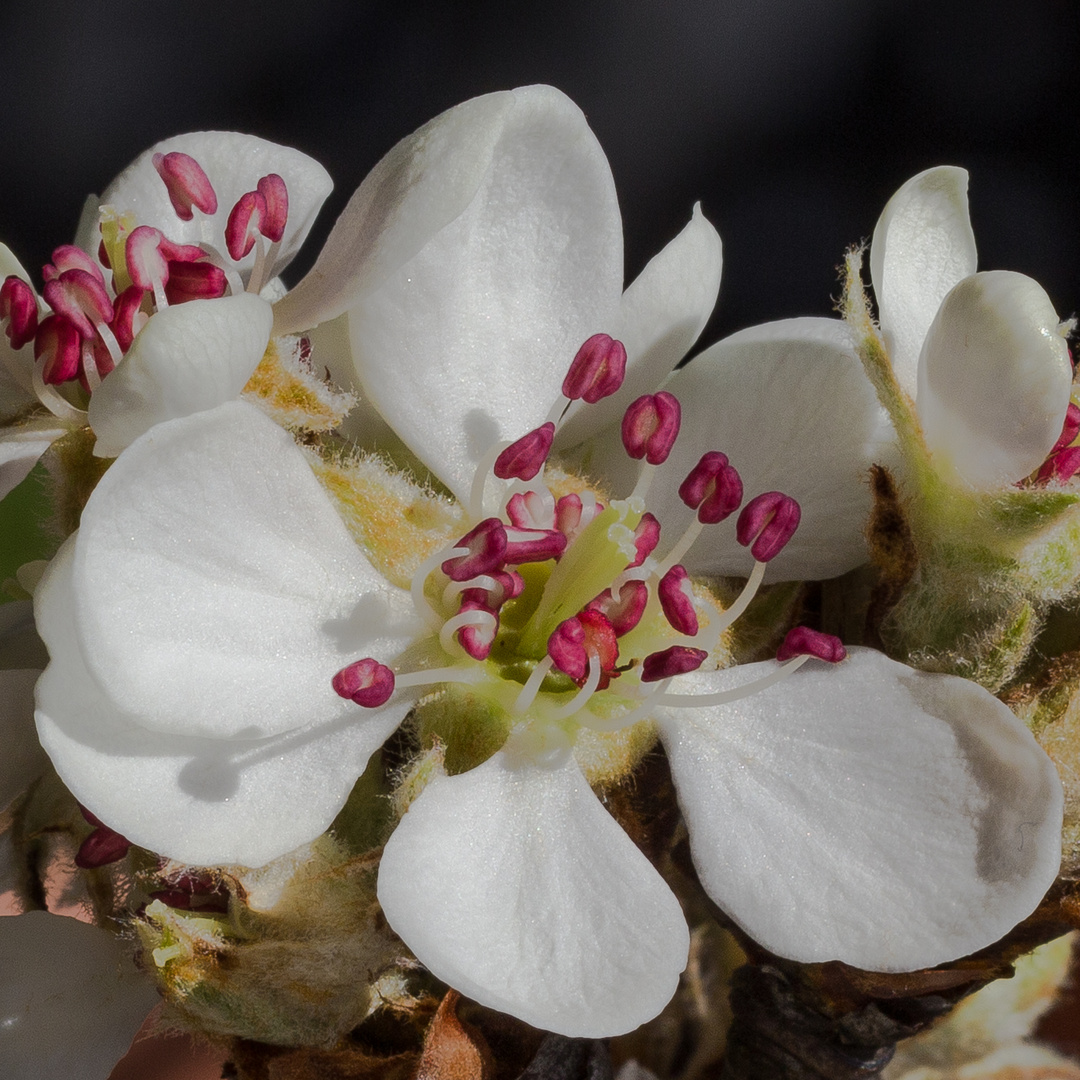 Thurgauer Wasserbirnenblüte