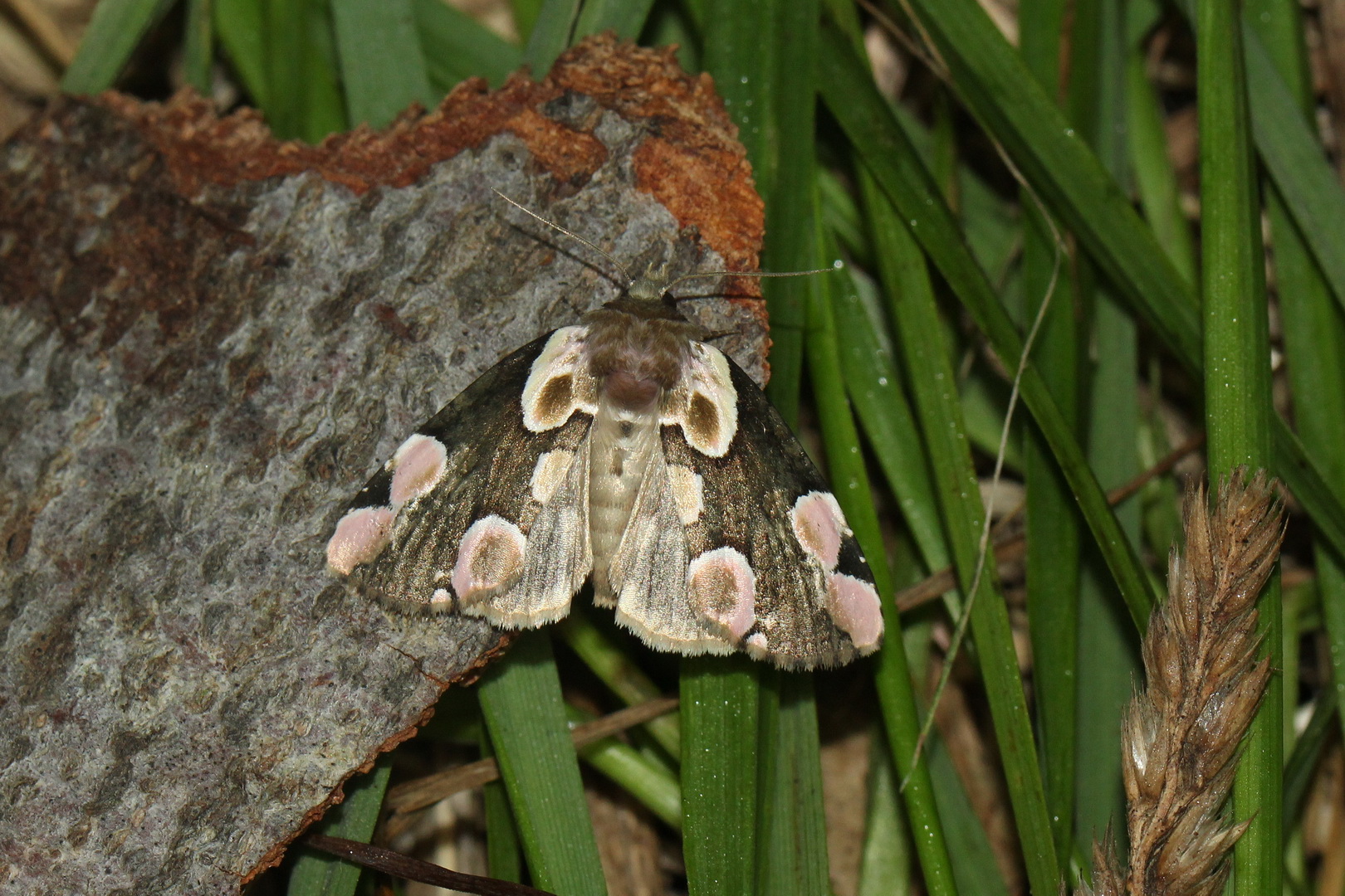 Thyatira batis