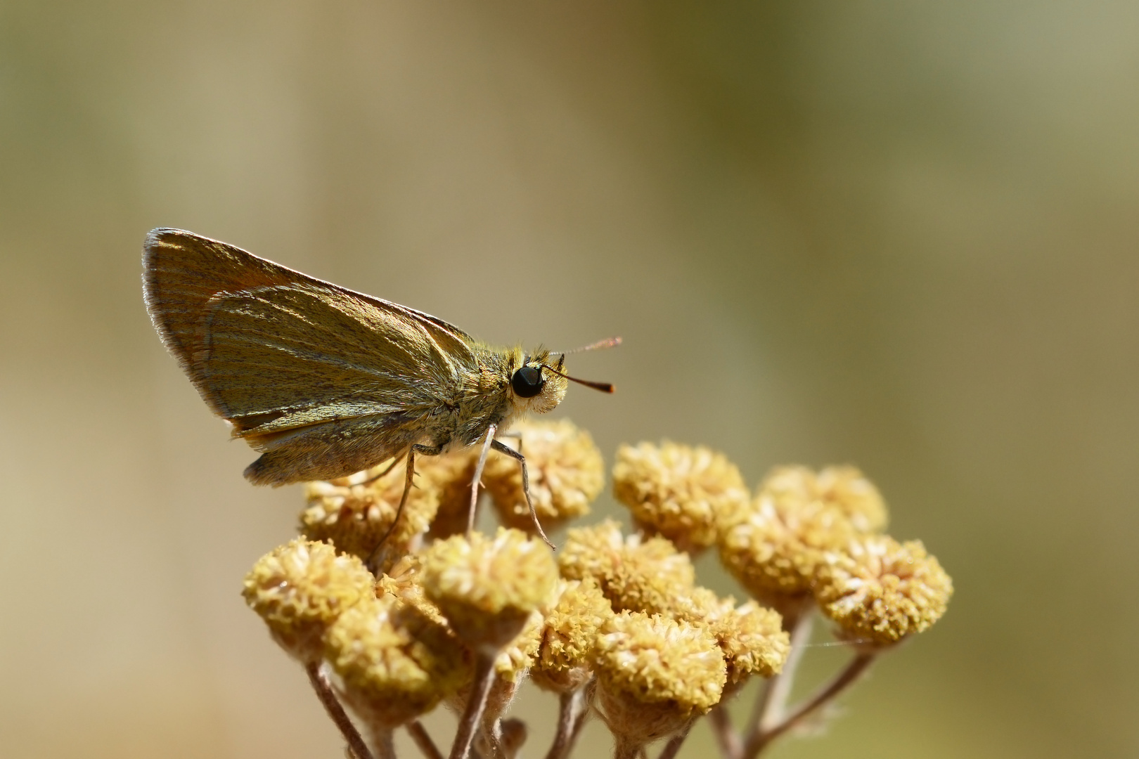 Thymelicus hyrax » Levantine Skipper