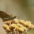 Thymelicus hyrax » Levantine Skipper