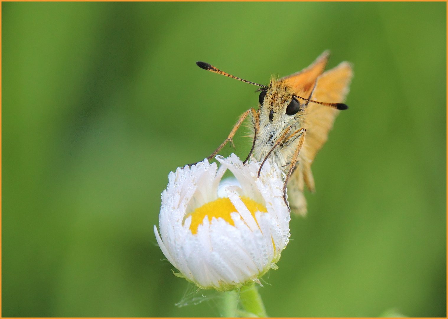 Thymelicus lineola