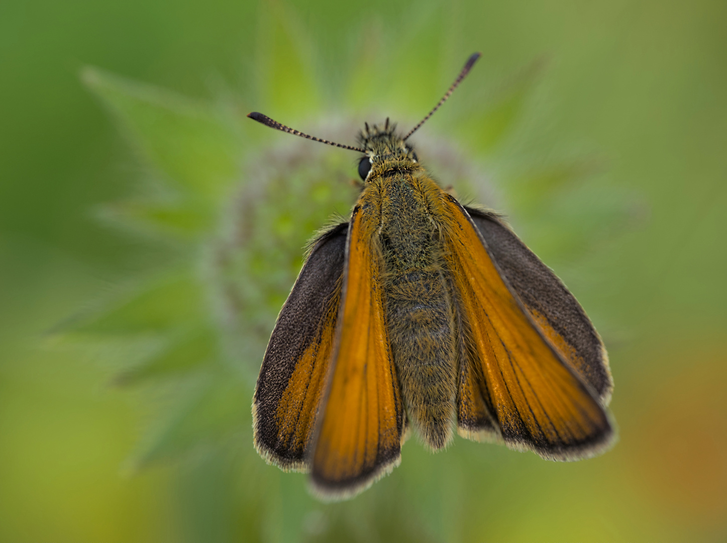 Thymelicus lineola