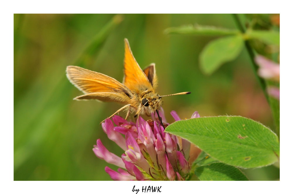 Thymelicus lineola