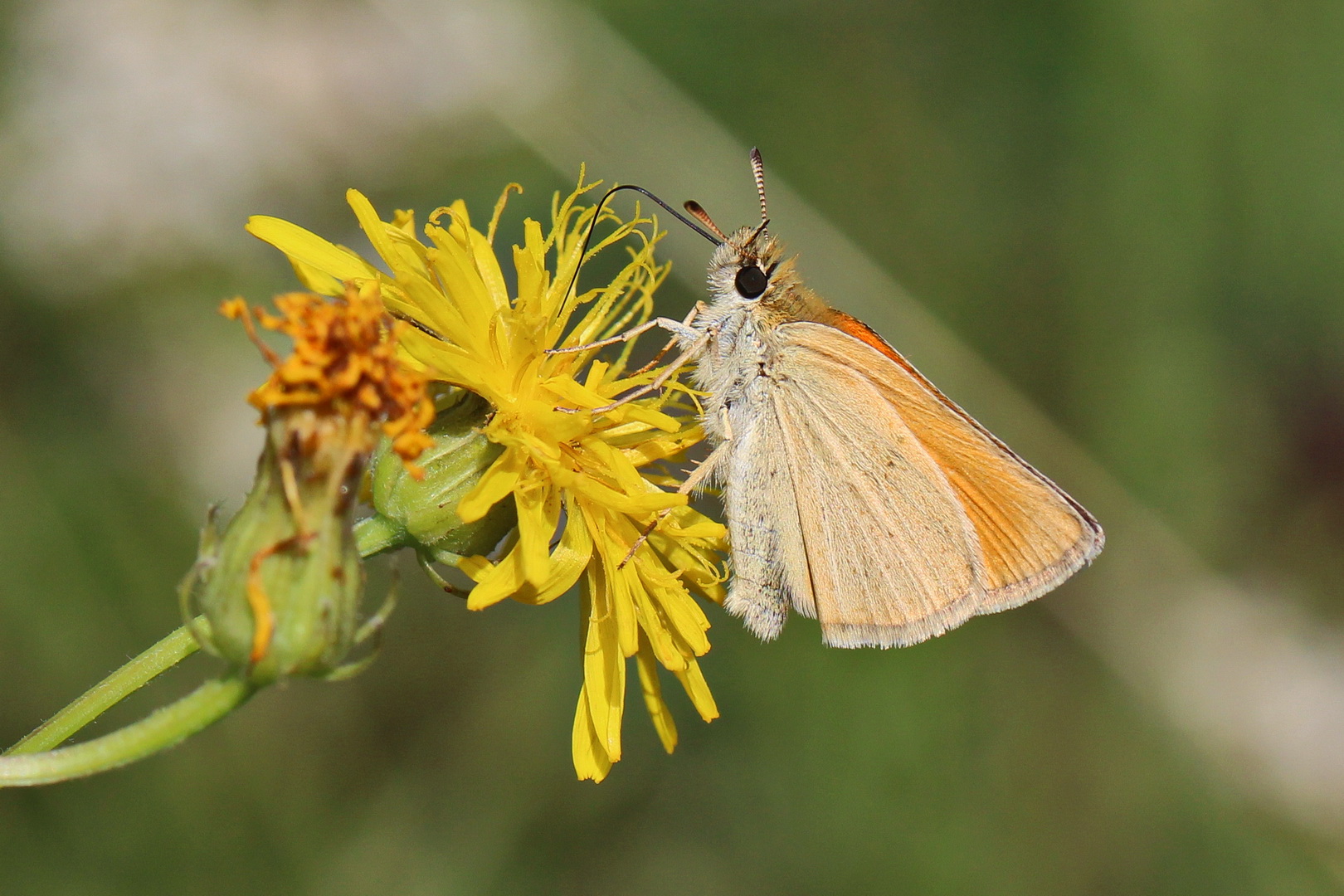 Thymelicus lineola