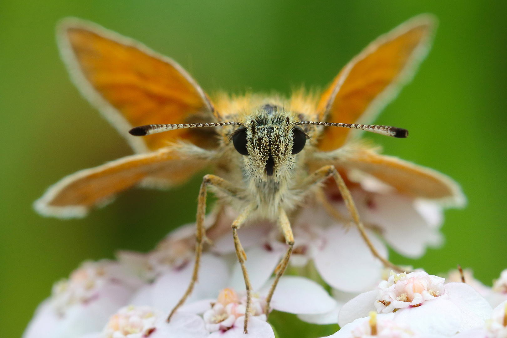 Thymelicus lineola