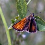 Thymelicus lineola - Schwarzkolbiger Braun-Dickkopffalter, bei dem mir...