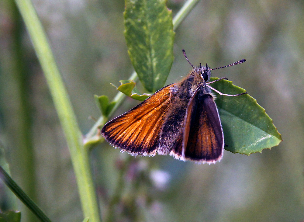 Thymelicus lineola - Schwarzkolbiger Braun-Dickkopffalter, bei dem mir...