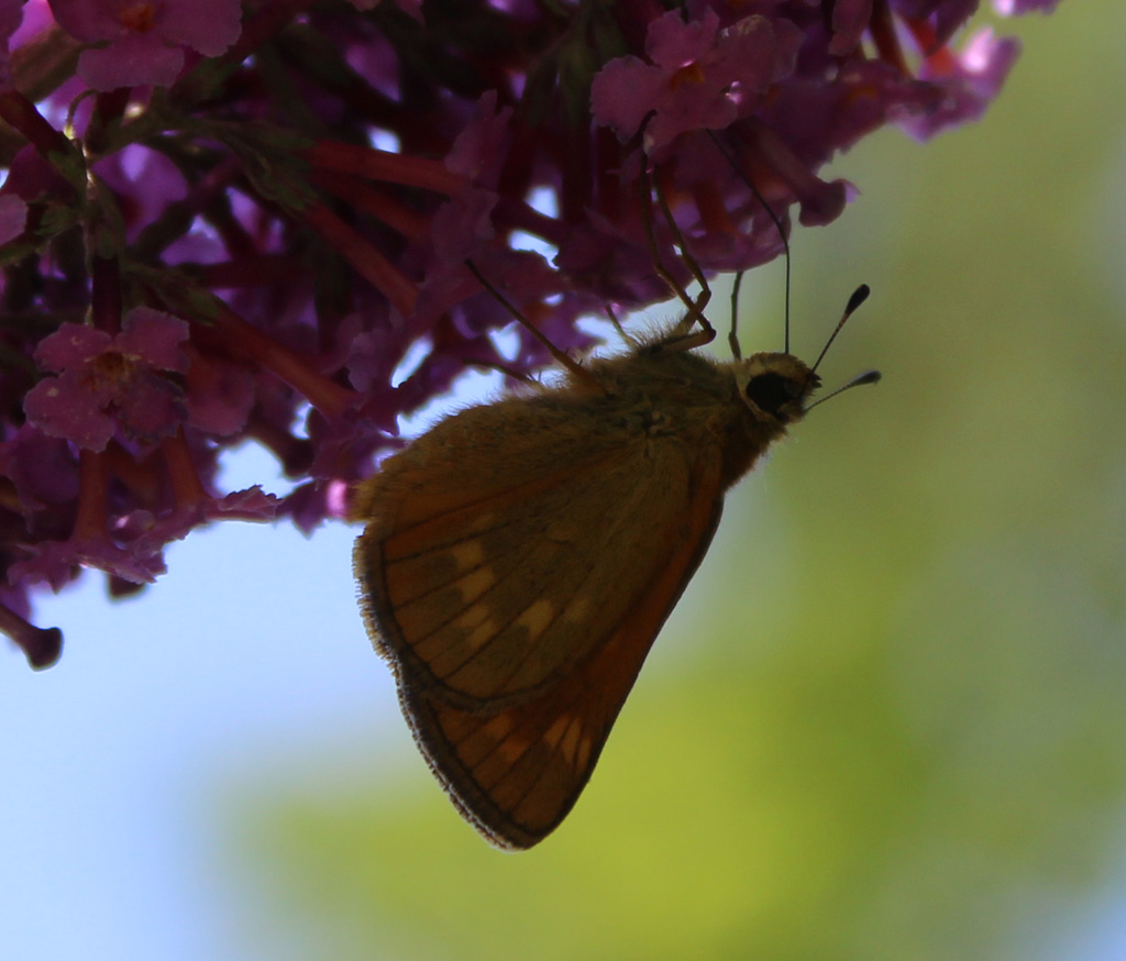  Thymelicus sylvesteris 