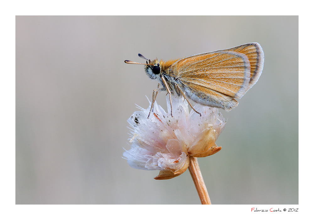 Thymelicus sylvestris