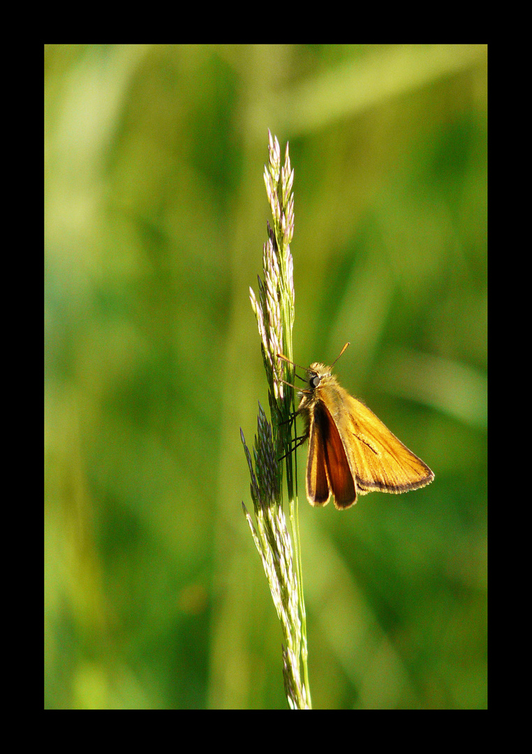 Thymelicus sylvestris