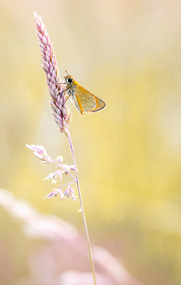 Thymelicus sylvestris