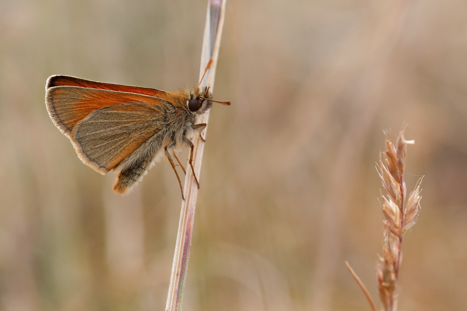 Thymelicus sylvestris