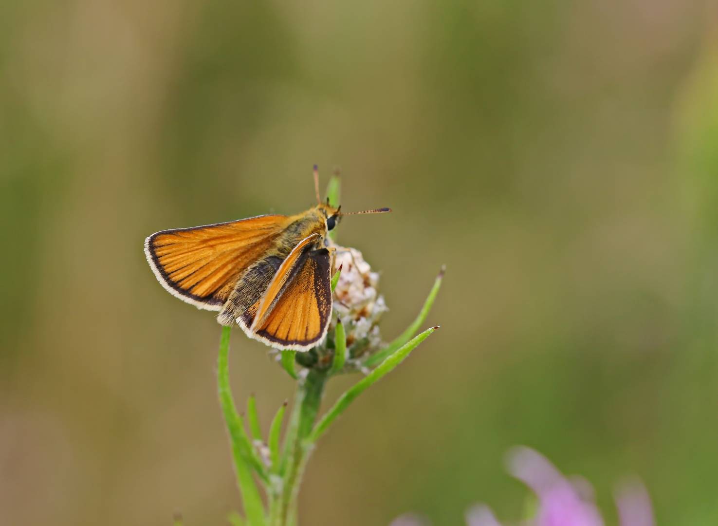 Thymelicus sylvestris. Nr.1 + 1 Bild