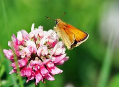 Thymelicus sylvstris - Orangefarbener Braundickkopf