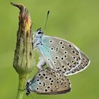 Thymian-Ameisenbläuling (Maculinea arion) Paarung