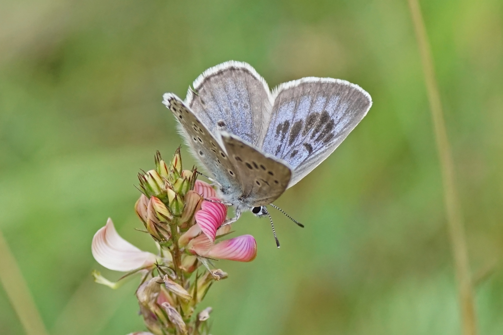 Thymian-Ameisenbläuling (Phengaris arion)