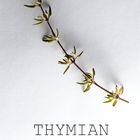 Thymian