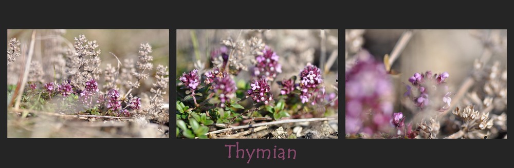 Thymian