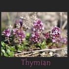 Thymian