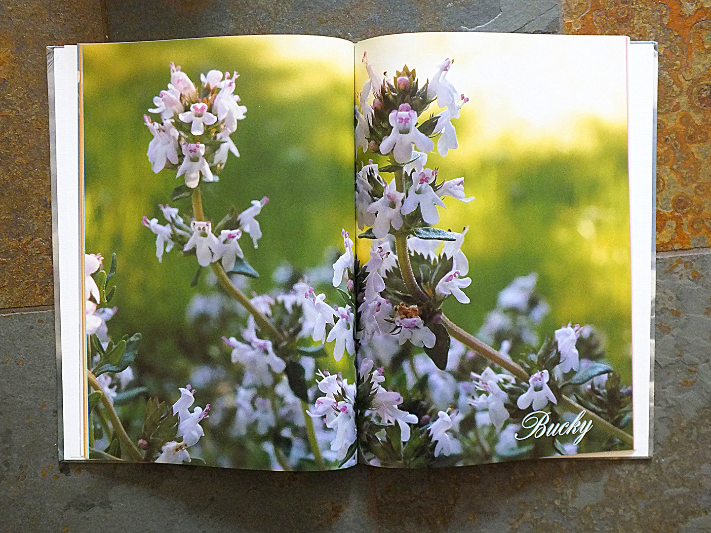 Thymian Fotobuch von 2009