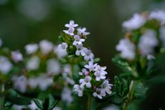 Thymian in der Blüte