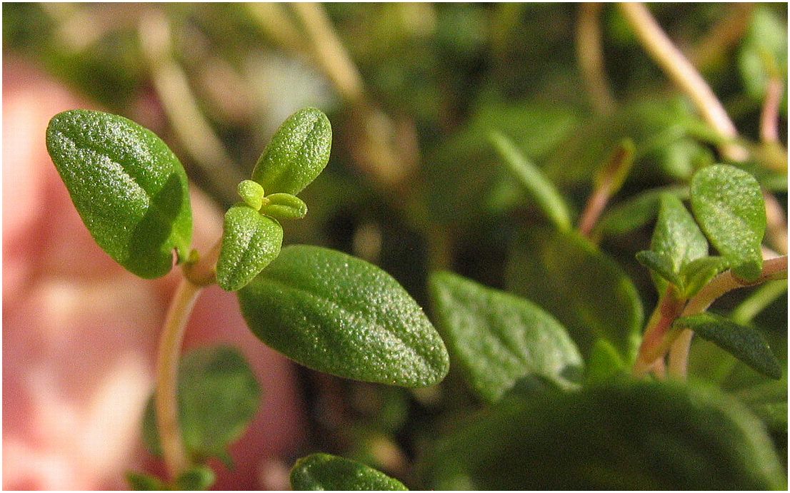 Thymian in meinen Fingern