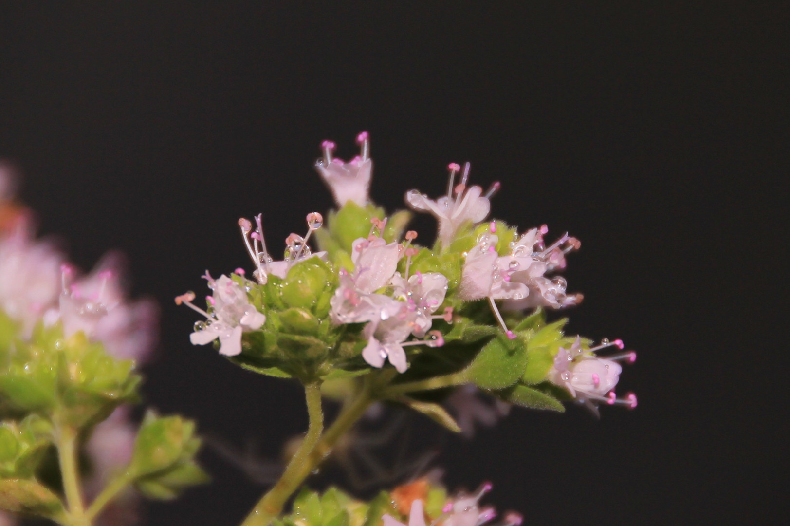 Thymian nach dem Regen