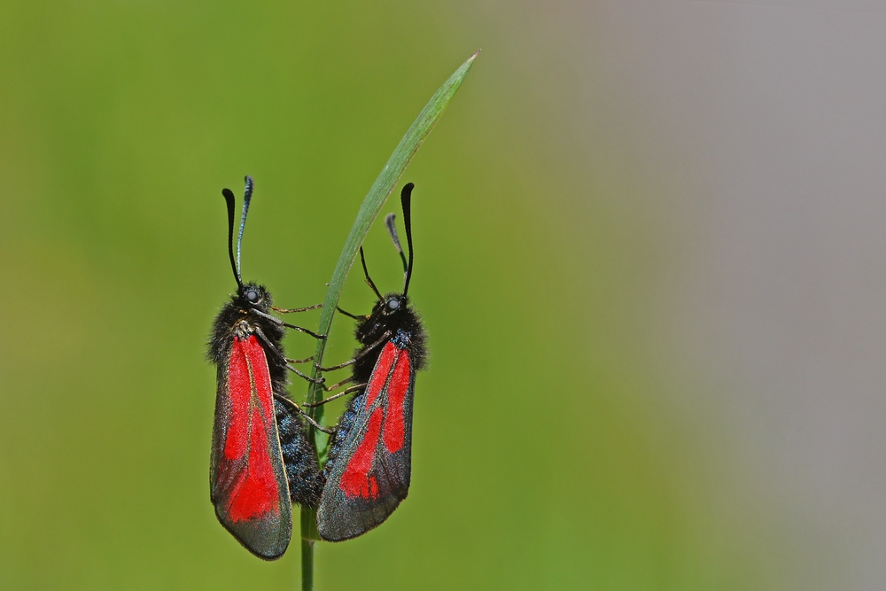 Thymian- oder Bibernell - Widderchen