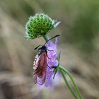 Thymian- oder Bibernellwidderchen...