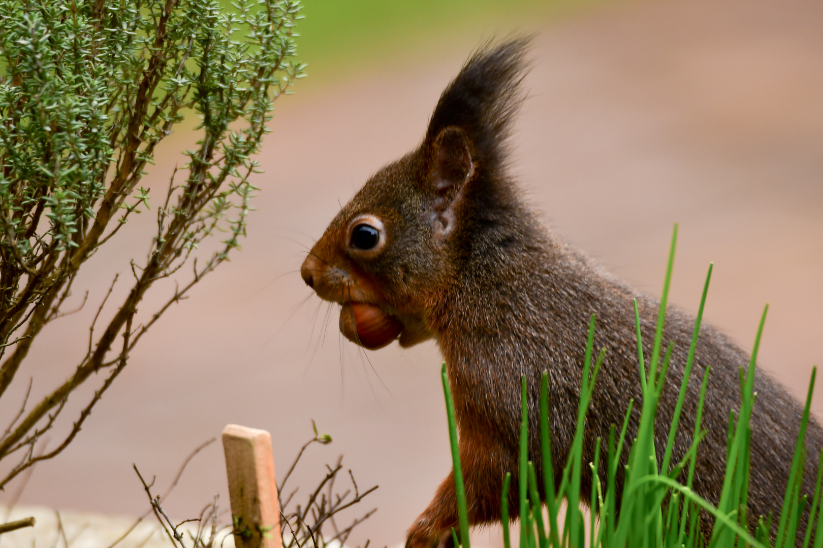 Thymian oder Schnittlauch ?