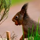 Thymian oder Schnittlauch ?