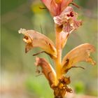 Thymian-Sommerwurz (Orobanche alba)