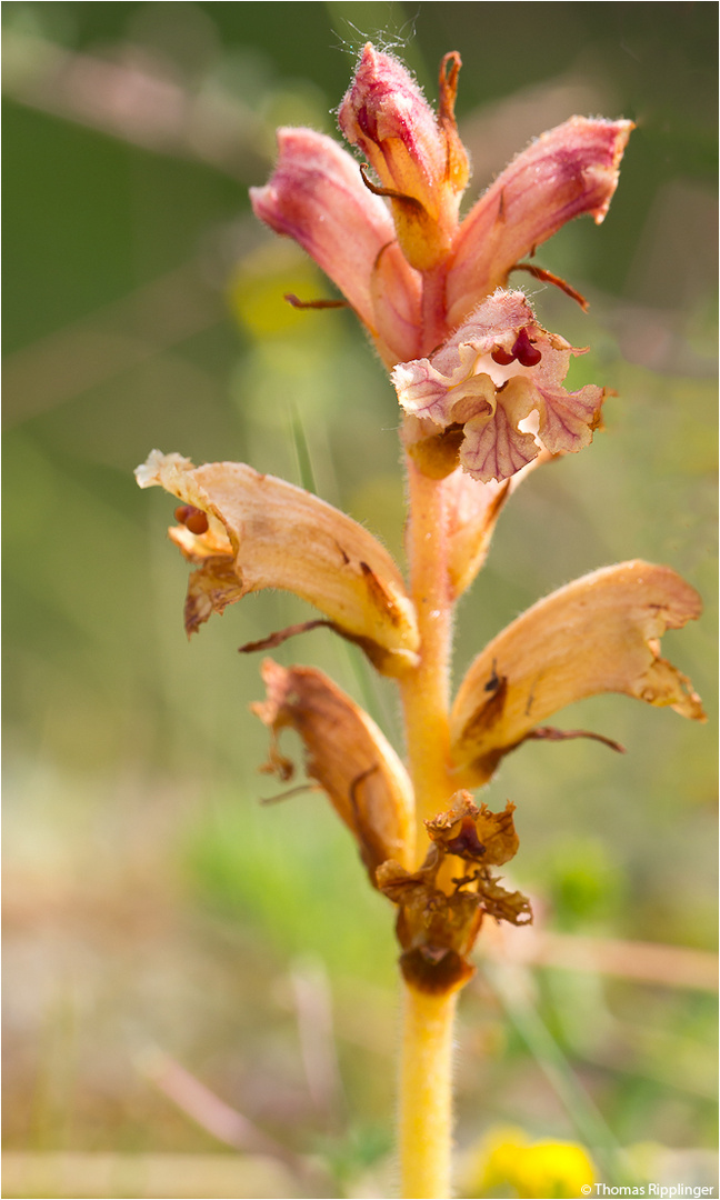 Thymian-Sommerwurz (Orobanche alba)