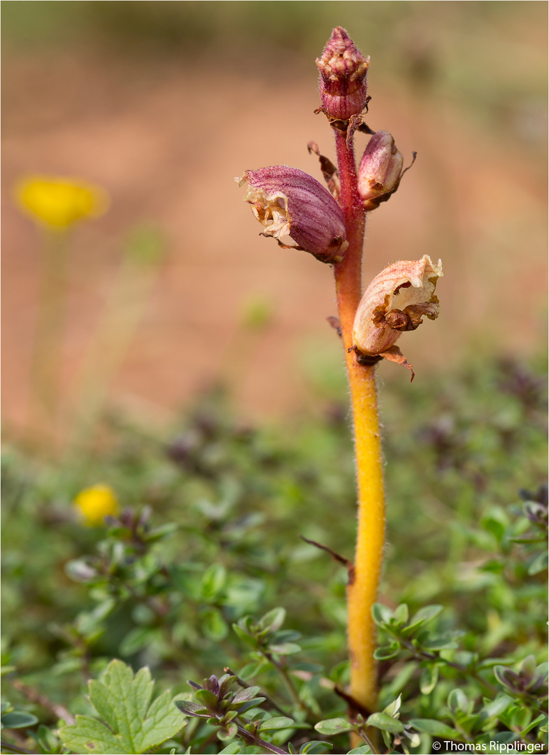 Thymian-Sommerwurz (Orobanche alba) .